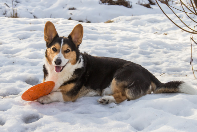 leo%20ja%20frisbee-8-normal.jpg