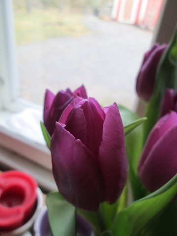 tulp1-normal.jpg