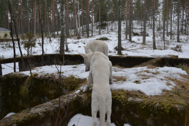 sisko%20ja%20sen%20veli%202.3.2014%20138