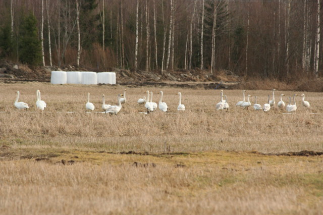 Autuaankannas-Karttula.%20Kohta%20Karttu