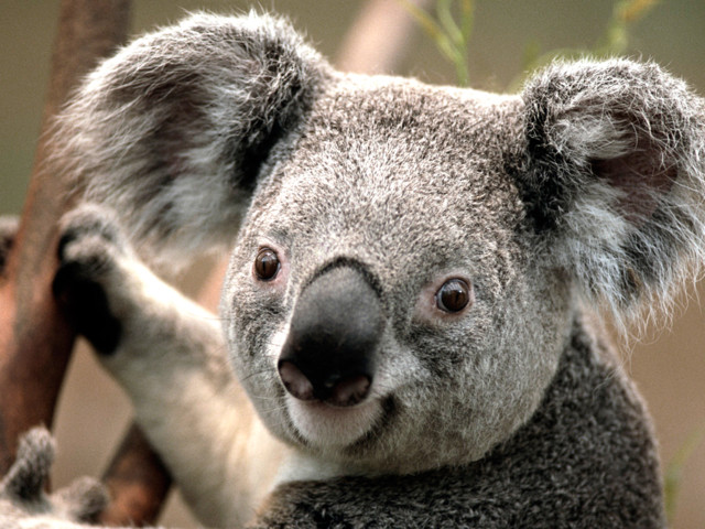 Koala-normal.jpg