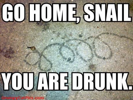 Go-Home--Snail-You-Are-Drunk-normal.jpg