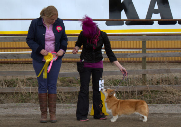 corgierkkari2014_04-normal.jpg