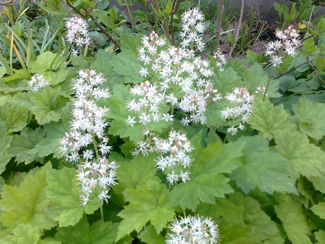 R%C3%B6nsytiarella%2006.06.14-normal.jpg