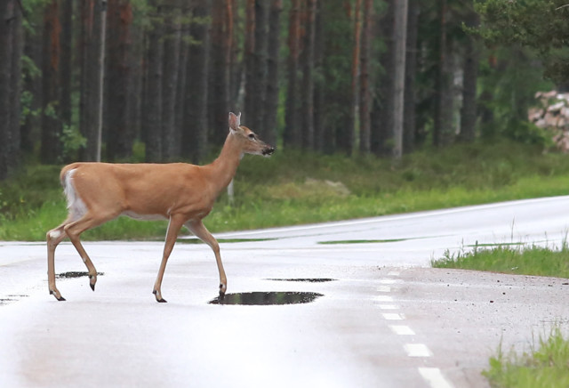 Kauris%20Santalassa%2C%20muistomerkki%20