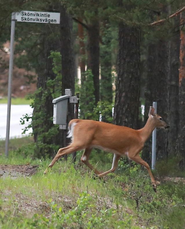 Kauris%20Santalassa%2C%20muistomerkki%20