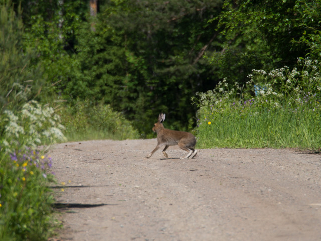 kuvauslenkill%C3%A4-6-normal.jpg