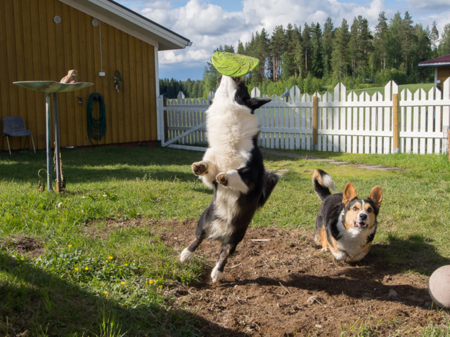 frisbeeottelu-3-normal.jpg