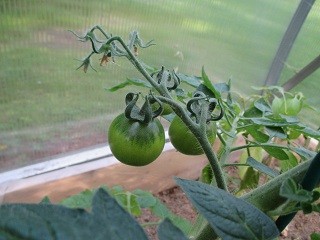 tomaatti-normal.jpg
