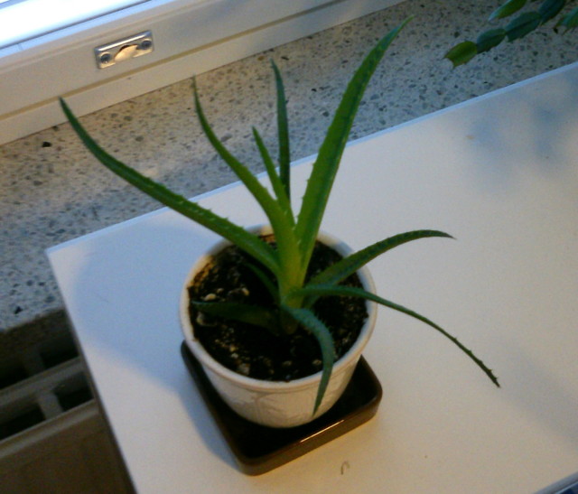 aloe%20vera-normal.jpg