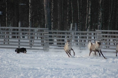 Katla-poro1-pieni-normal.jpg