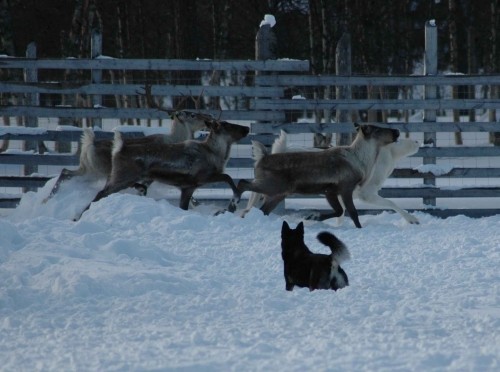 katla-poro3-pieni-normal.jpg