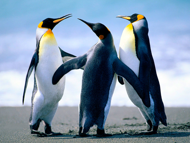 Penguins-normal.jpg