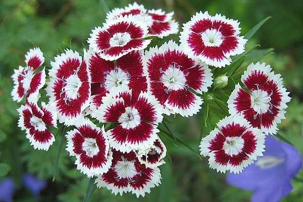 Harjaneilikka%2C%20Dianthus%20barbatus-n