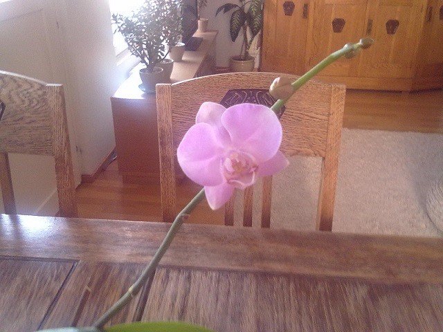 Orkidea-normal.jpg