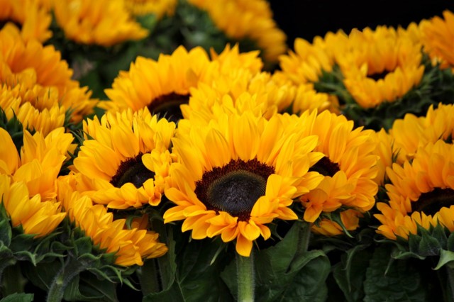sunflower-378270_1280%20%281%29-normal.j