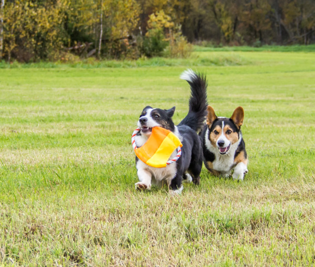 uusifrisbee-8-normal.jpg