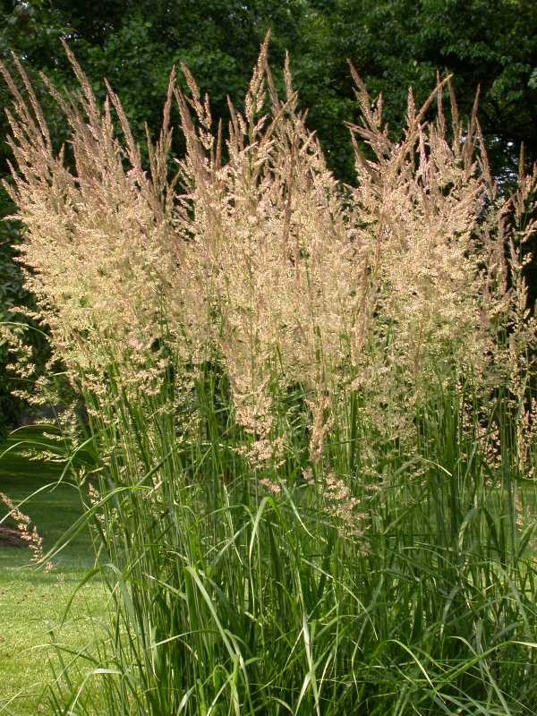 Calamagrostis-x-acutiflora-Karl-Foerster