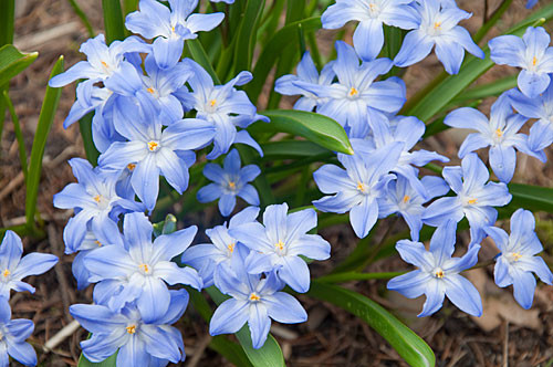 Ipheion-uniflorum1-normal.jpg