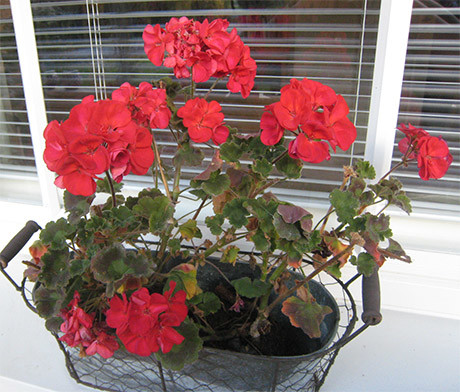 pelargonia-normal.jpg