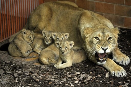Hungary_Lion_Cubs__CMG_support_10.jpg