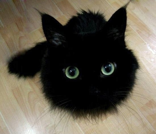 a.baa-Pretty-black-kitten.jpg