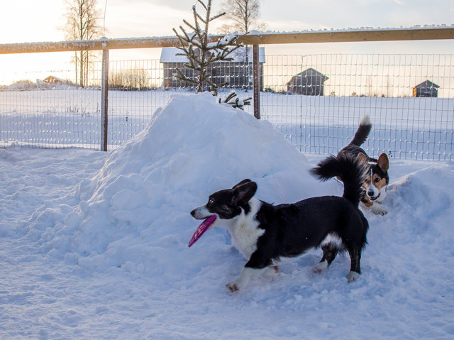 frisbee-2.jpg