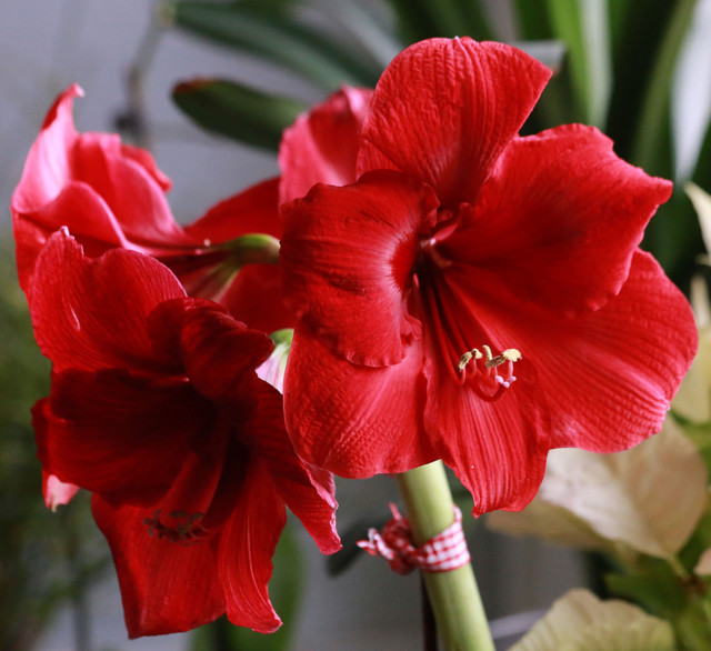 Amaryllis%20005.jpg