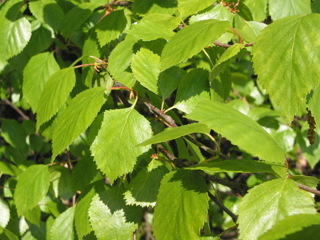 800px-Betula_pubescens.jpg