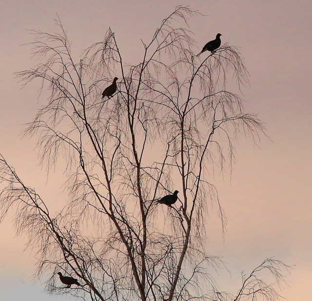 Auringonlasku%20Lappohja%2C%20Ramsholmen