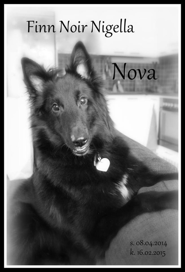 nova_150216.jpg