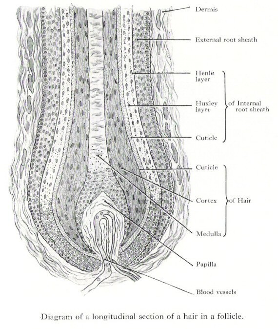 hair-follicle-bulb-01.jpg