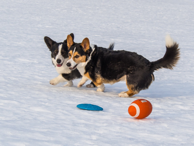 pallofrisbee-5.jpg