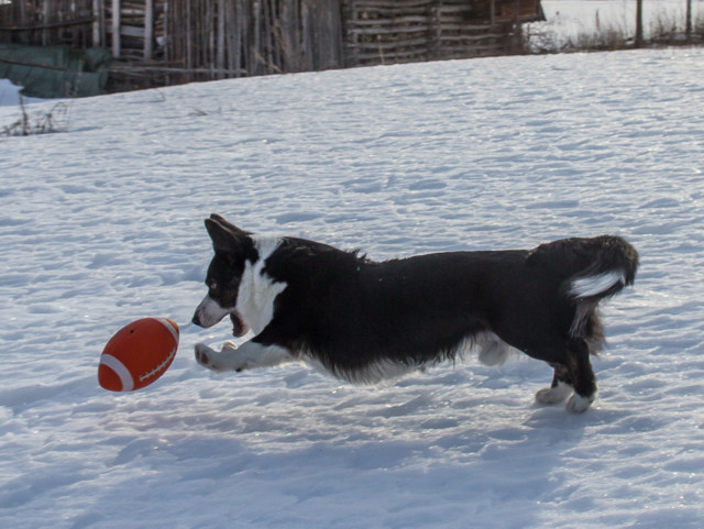 pallofrisbee-10.jpg