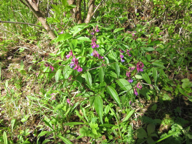 Linnunherne%20007.jpg