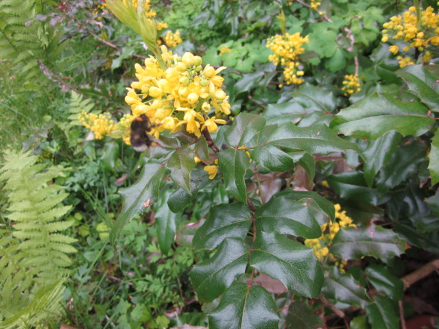 Mahonia%20007.jpg