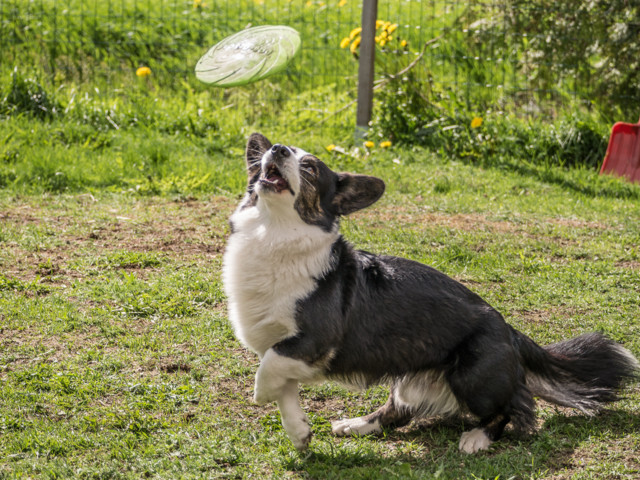 Piha%20frisbee-5.jpg