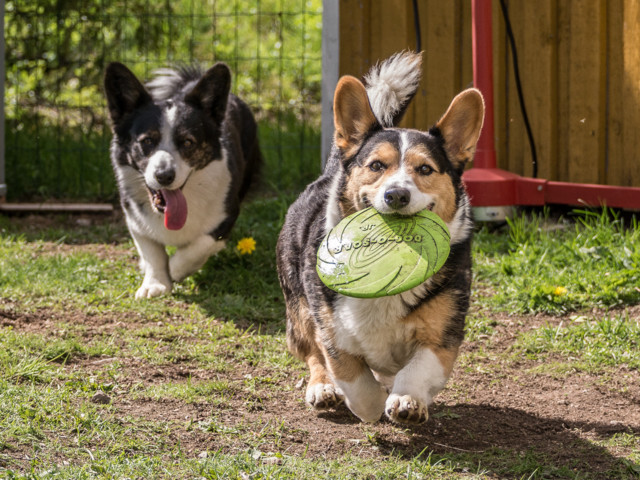 Piha%20frisbee-6.jpg