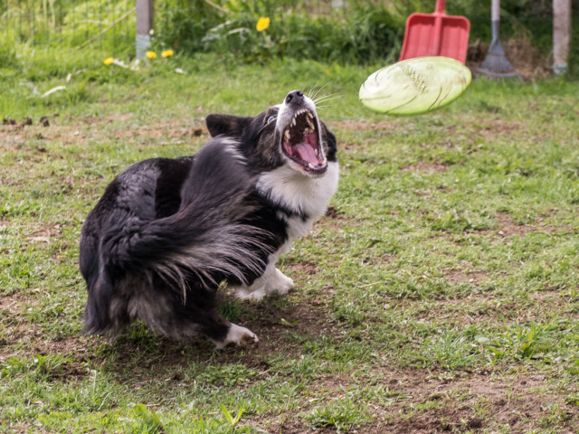 Piha%20frisbee-10.jpg