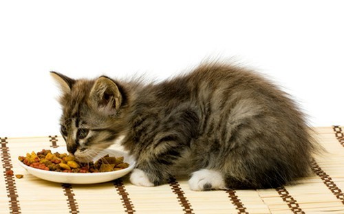 4-kitten-eating-dry-cat-food.jpg