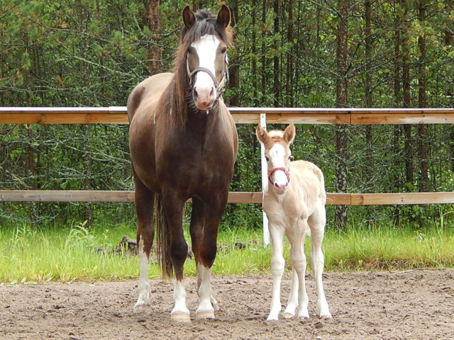 vasra%20ja%20juhannus%2015%20012.jpg