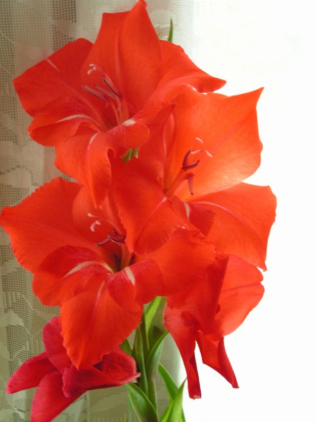 gladiolus.jpg?1434880513