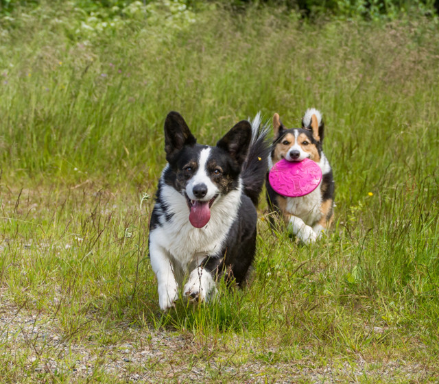 Mets%C3%A4frisbee-3a.jpg