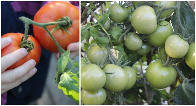 tomaatti%202.2.jpg
