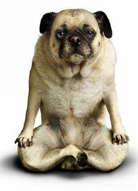 funny-dog-doing-yoga-2.jpg