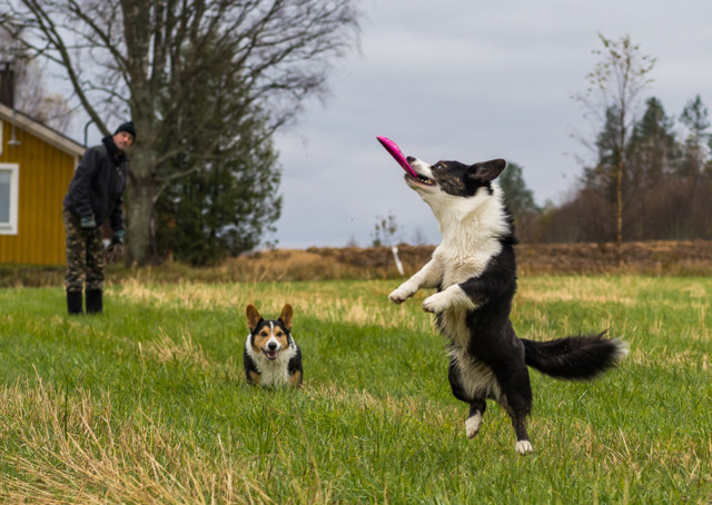 Peltofrisbee-5.jpg