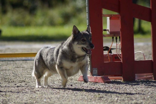 Taavi%20agility%202015%20Sari%20Korhonen