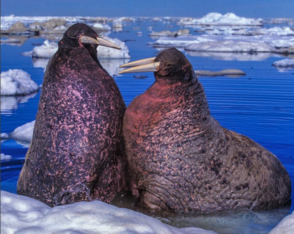 two%20walruses.jpg