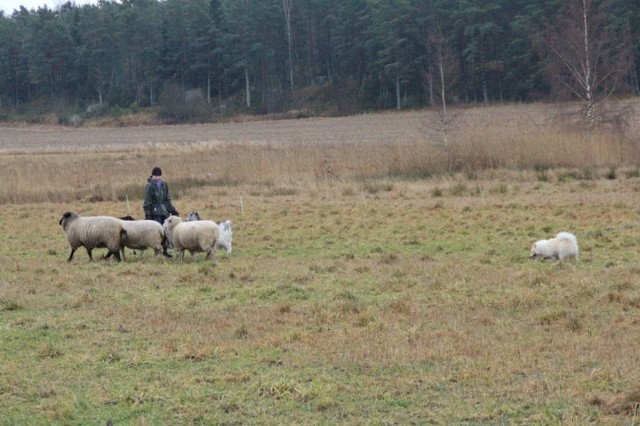 sheep8.jpg