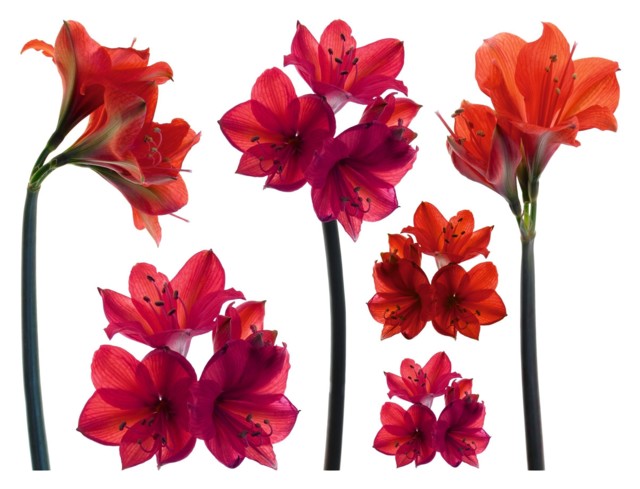 Self-Adhesive-Amaryllis-Wall-Stickers-Me